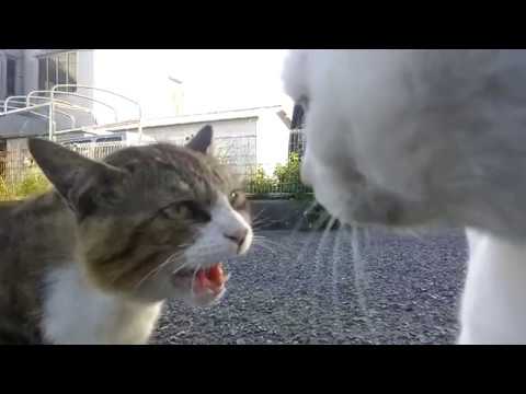 猫の口喧嘩を見るのが楽し過ぎる