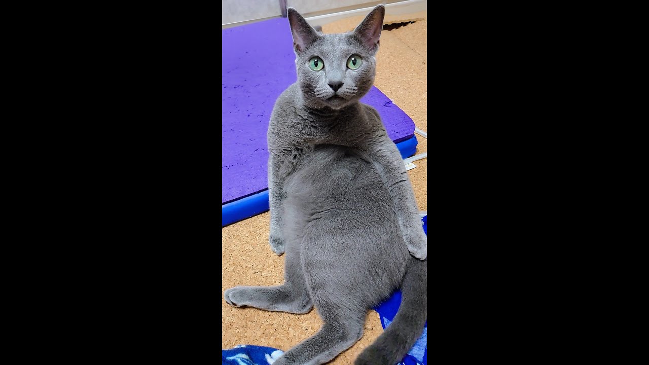 【猫動画】まるでカンガルーのようなロシアンブルー【russianblue】【shorts】Russian blue like a kangaroo