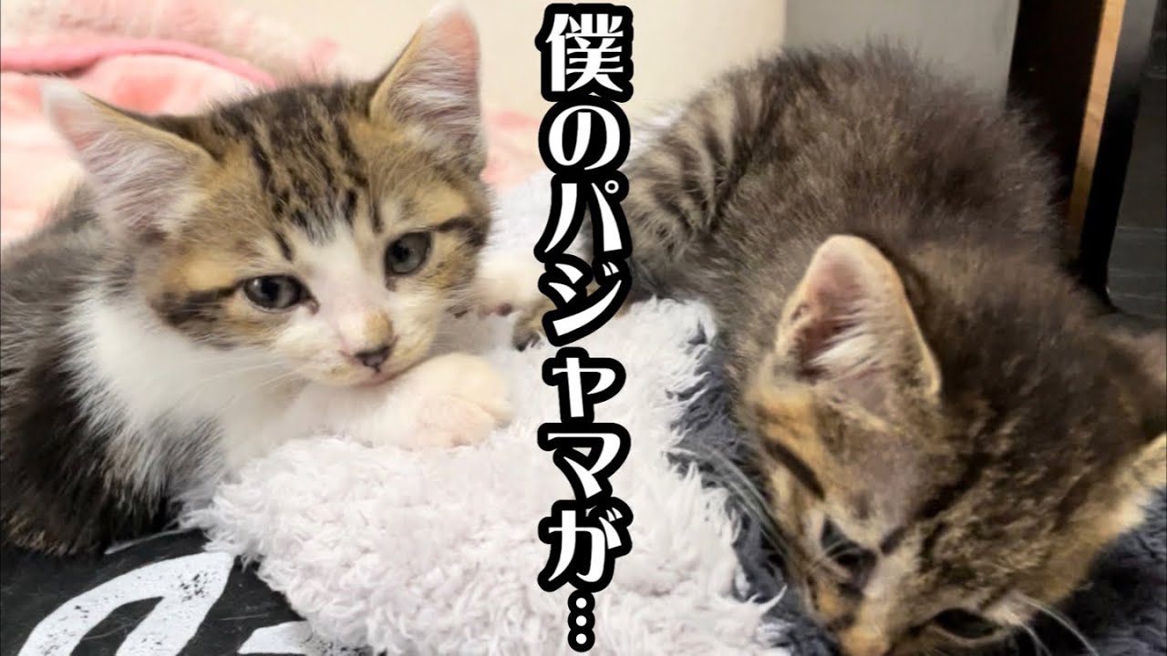 眠くなると爆音でチュパチュパする子猫兄妹にパジャマをびしょ濡れにされました