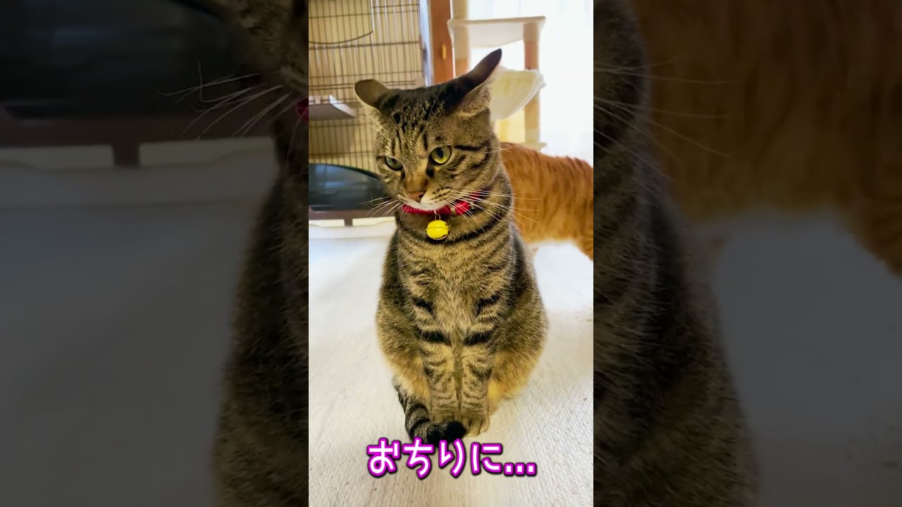 猫達の不穏な空気の理由は...😂😂😂⁉️ #shorts #あにまるほんぽ #アフネコ #funnycats