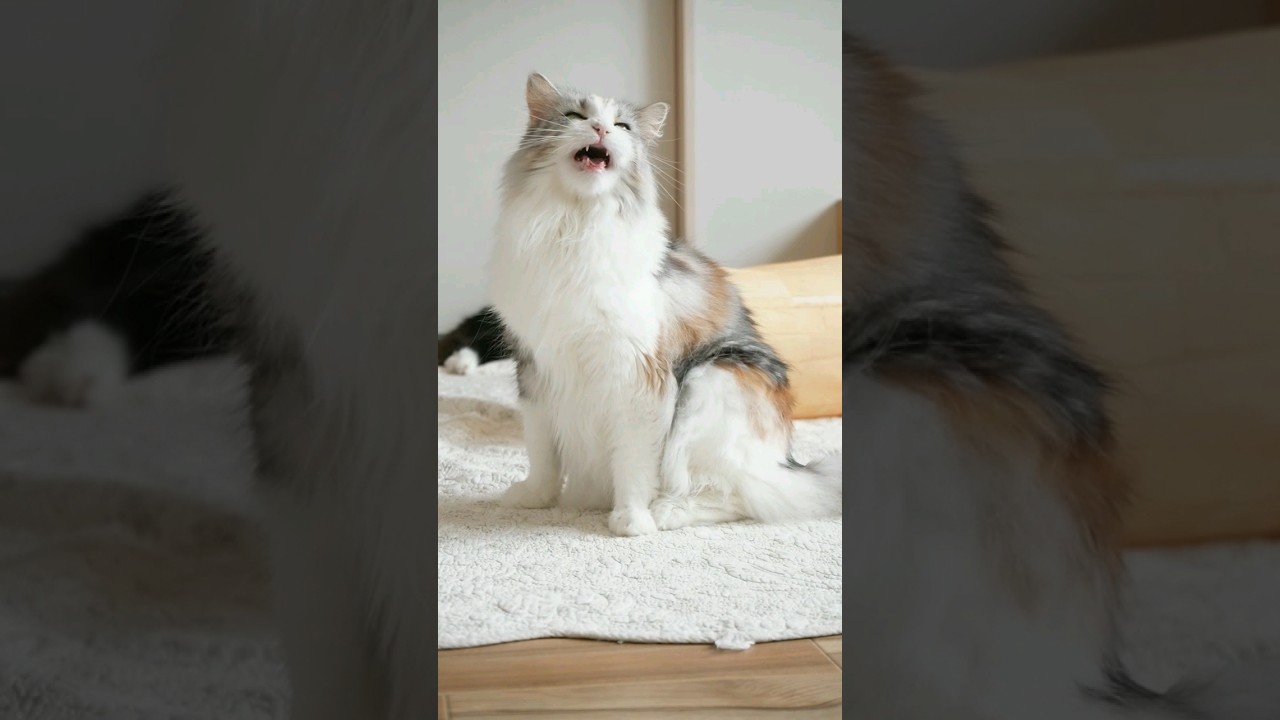 ﾒｲﾝｸｰﾝひなちゃんの鳴き声とｶｷｶｷ   #メインクーン #猫動画可愛い #猫カフェ #可愛い猫 #cat #猫動画