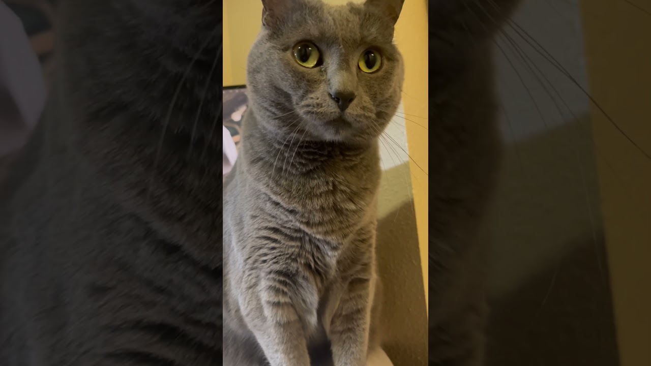 Did you hear that hooman?