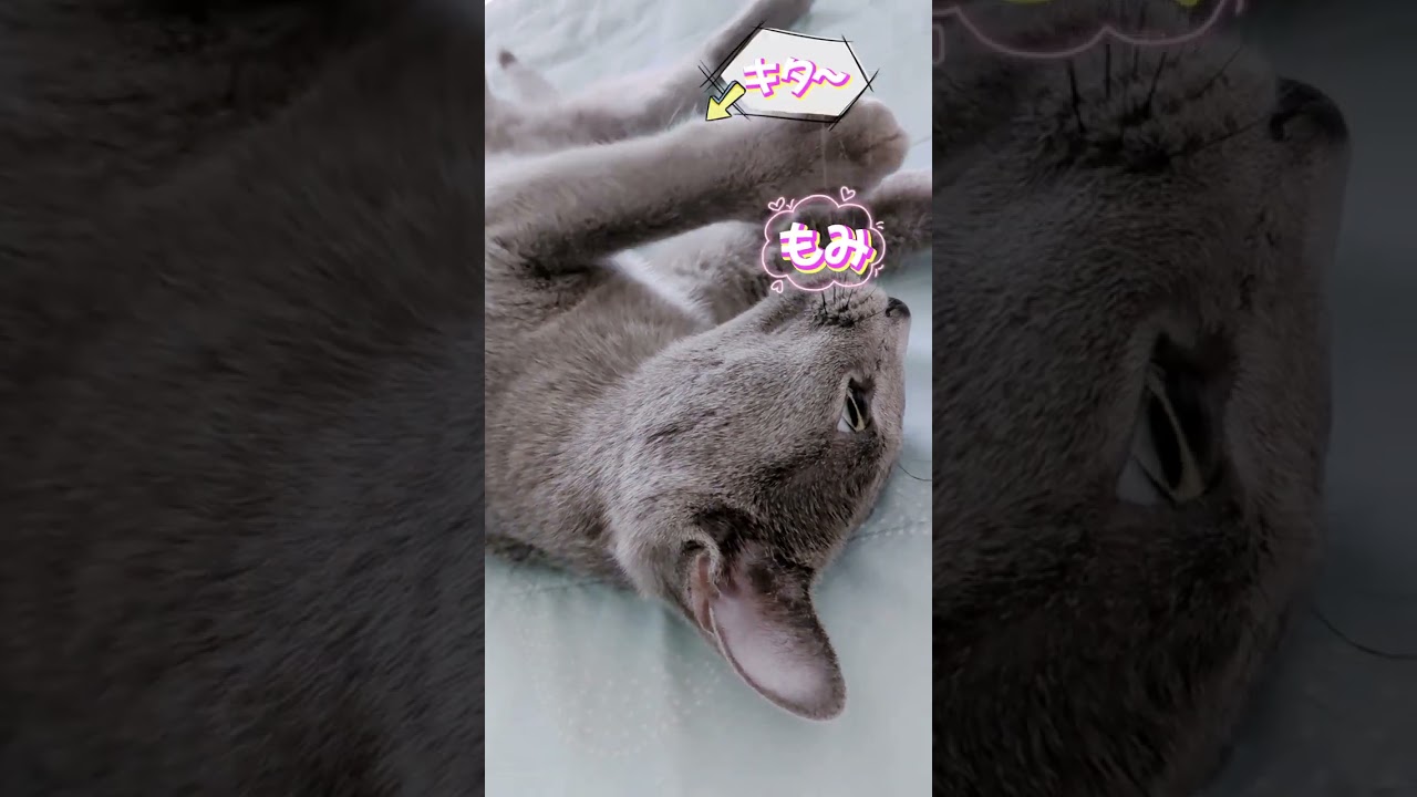 エアもみもみって❓🐈‍⬛💗  #ロシアンブルー #russianblue  #子猫