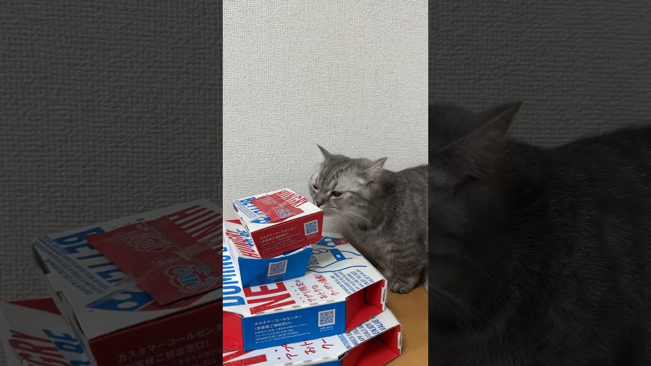 猫ちゃんの前にピザが届いた！ #猫 #マンチカン #cat #kitten #kitty #kittycat #catlover