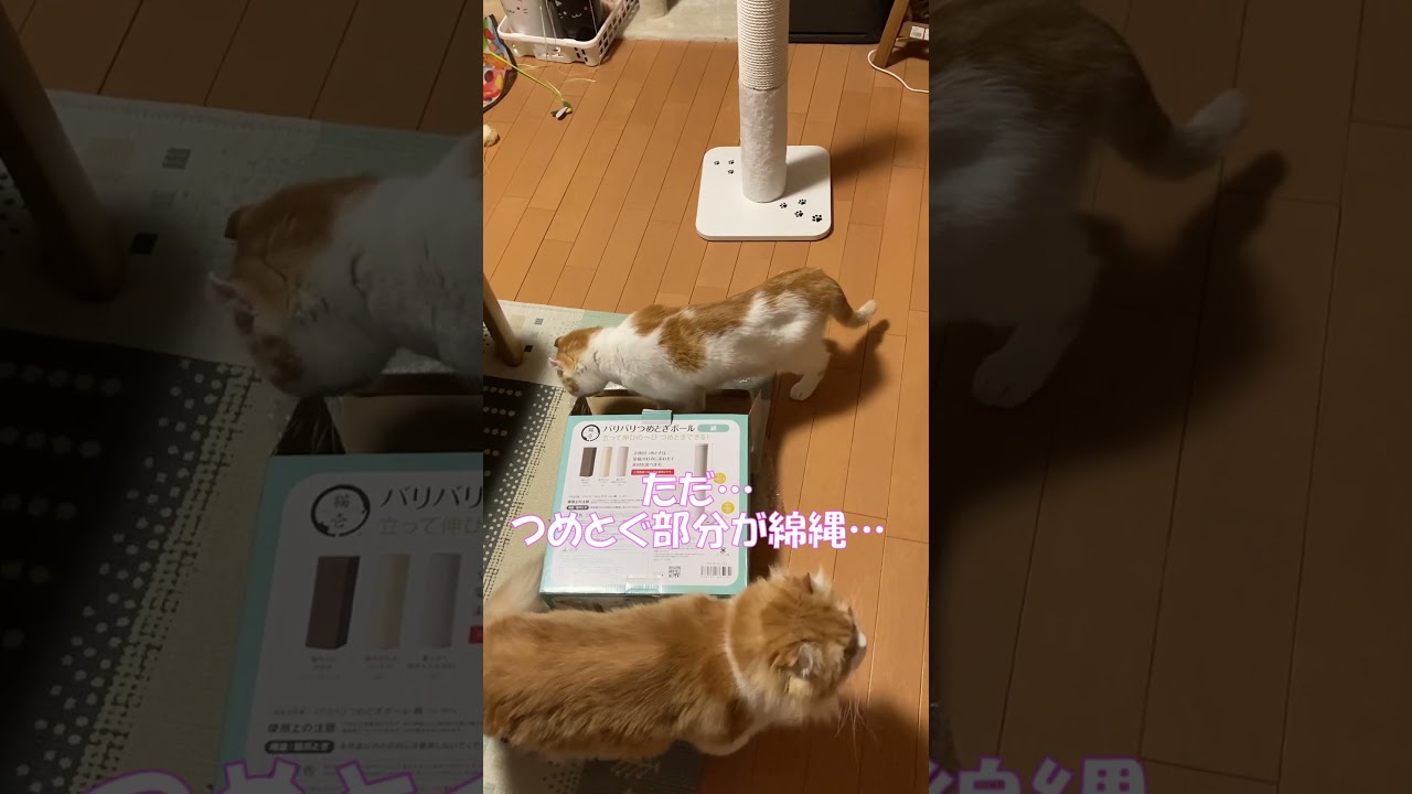 猫壱 バリバリつめとぎポール 綿 #shorts  #猫 #アメリカンカール #cat