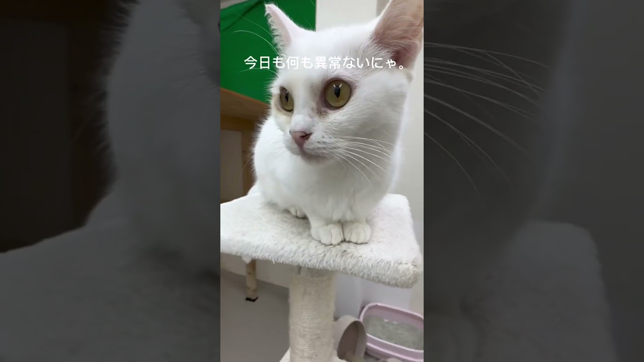 警戒中 #マンチカン #まんちかん #こゆき #猫 #ねこかわいい #ねこ動画 #ねこ部 #猫のいる暮らし #猫好きさんと繋がりたい #ねこかわいい #にゃんこ #ペットモデル大募集 #shorts