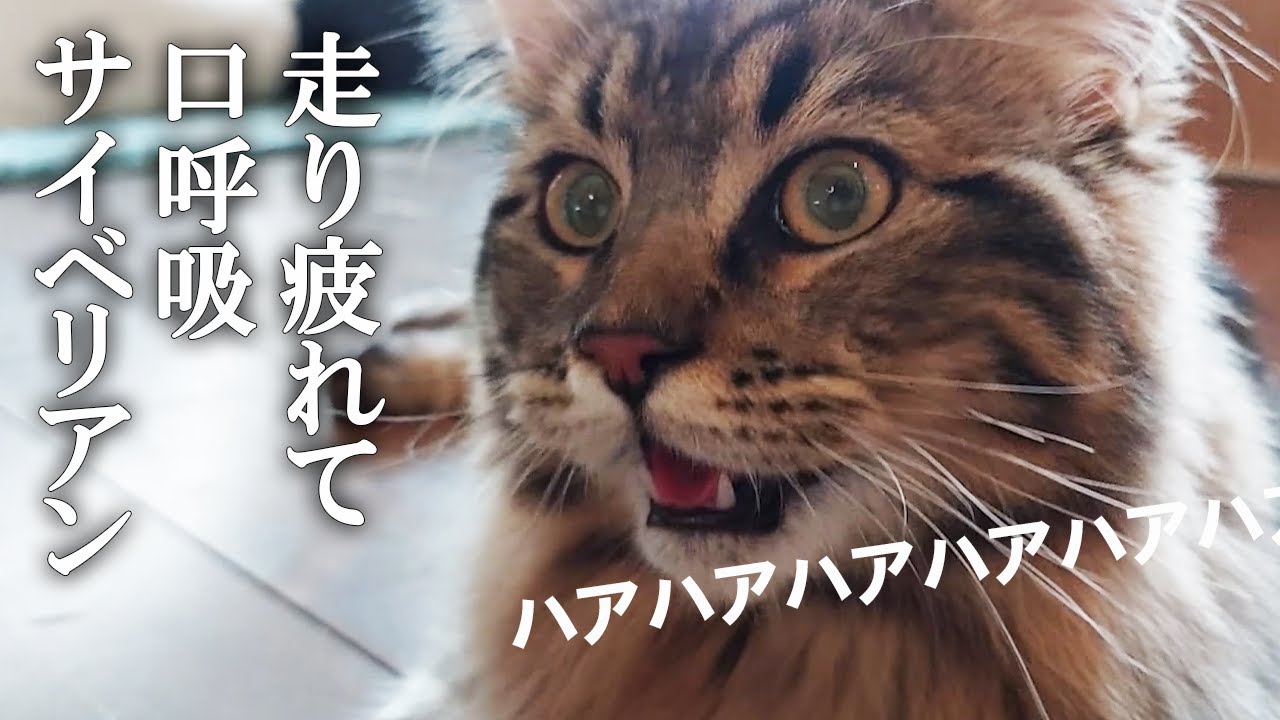 5歳児に遊んでもらって走り疲れてサイベリアン子猫が口呼吸になっちゃいました