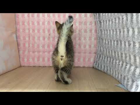 Coo&RIKU　No517929 エジプシャンマウ