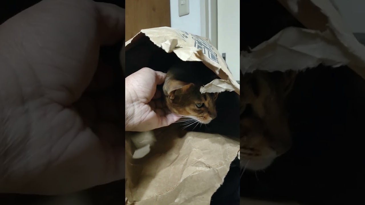 ネコ動画あび＃929　あびの毎日　アビシニアン　あび