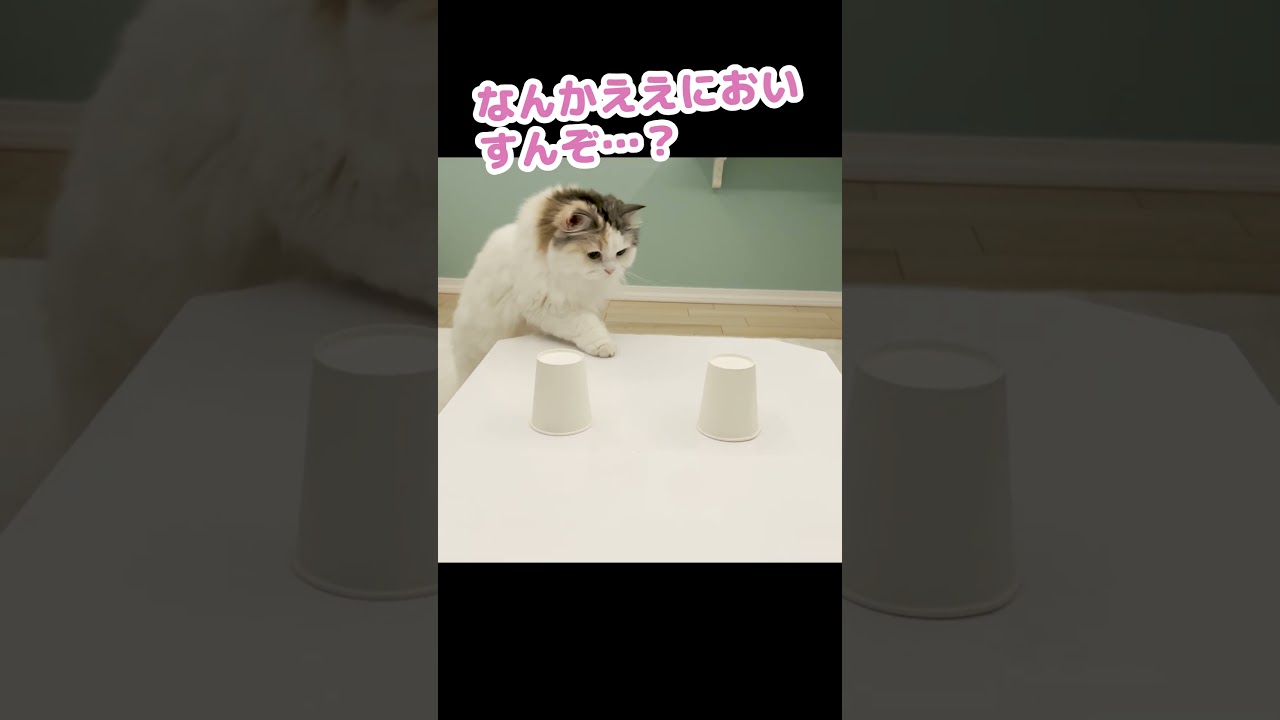 ゴキブリかおやつどーっちだ？#Shorts