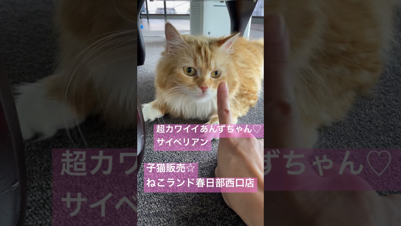 【サイベリアン】 #猫動画  #子猫販売 #サイベリアン #ねこランド
