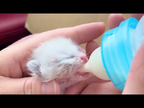 チビ怪獣ミルクを食らう【手のひらサイズの子猫保護】