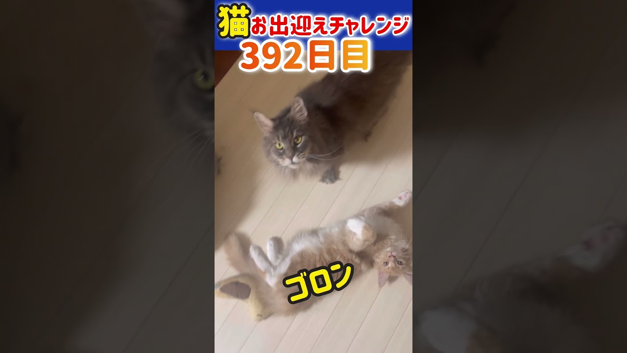 【メインクーン】猫お出迎えチャレンジ392日目 #メインクーン #猫 #アリスさん