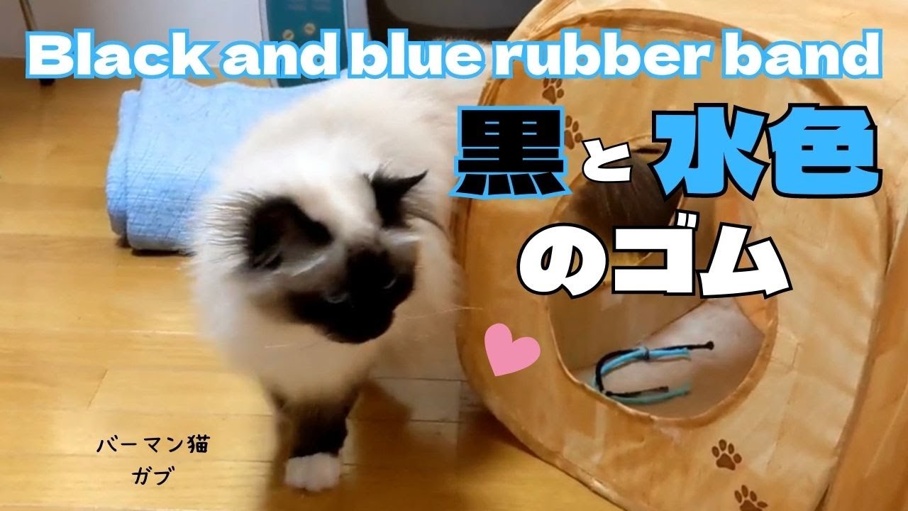 バーマン猫ガブ【黒と水色のゴム】Black and blue rubber band（バーマン猫）Birman/Cat