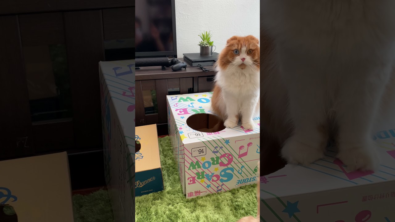 #shorts  シンクロ練習中👀【アメリカンショートヘア】【スコティッシュフォールド】