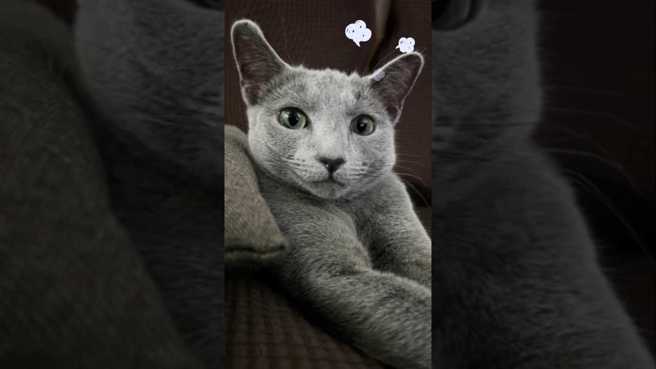 ご立腹　#Shorts #ロシアンブルー　#ねこ　#ねこ動画　#cat #猫　#Russianblue