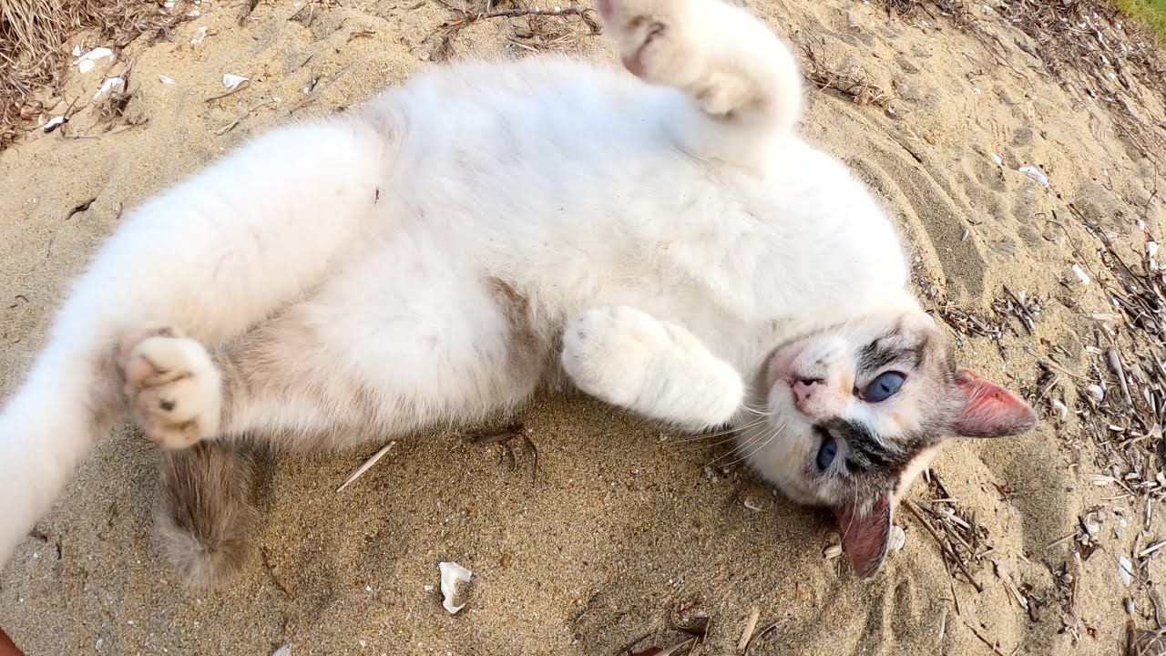 砂浜に行ったら、シャムミックス猫がへそ天ポーズで甘えてきた