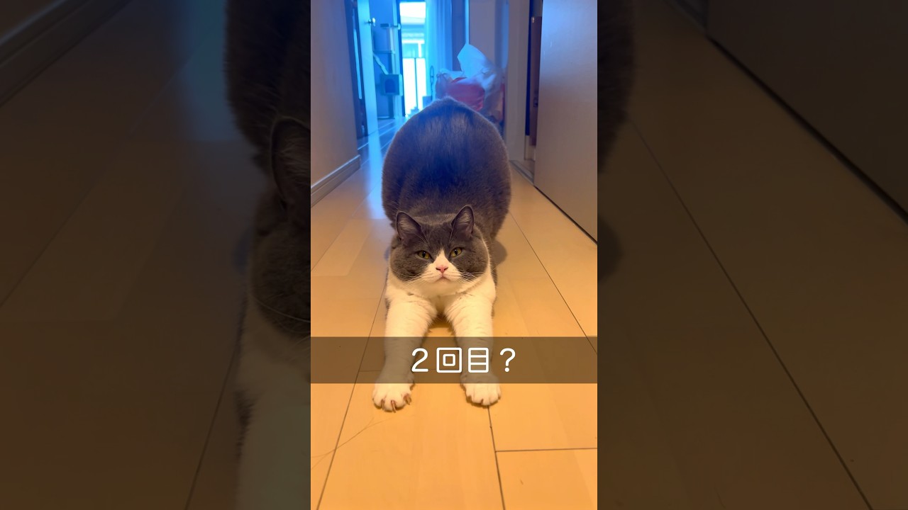 【お出迎え猫】263日目🐯「ゆっくりスタイルにゃん♡」#猫のいる暮らし #お出迎え猫