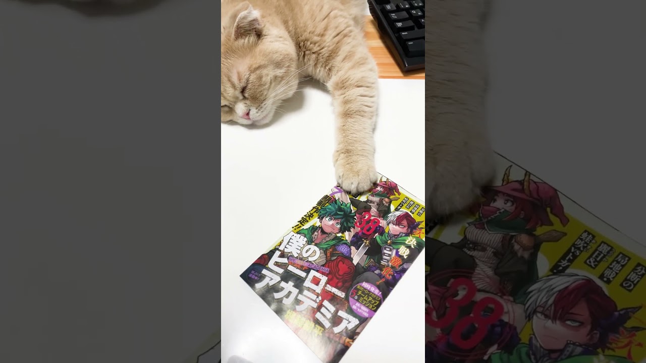 多分ヒロアカの38巻を読みたい子猫【スコティッシュフォールド】#shorts #かわいい #子猫