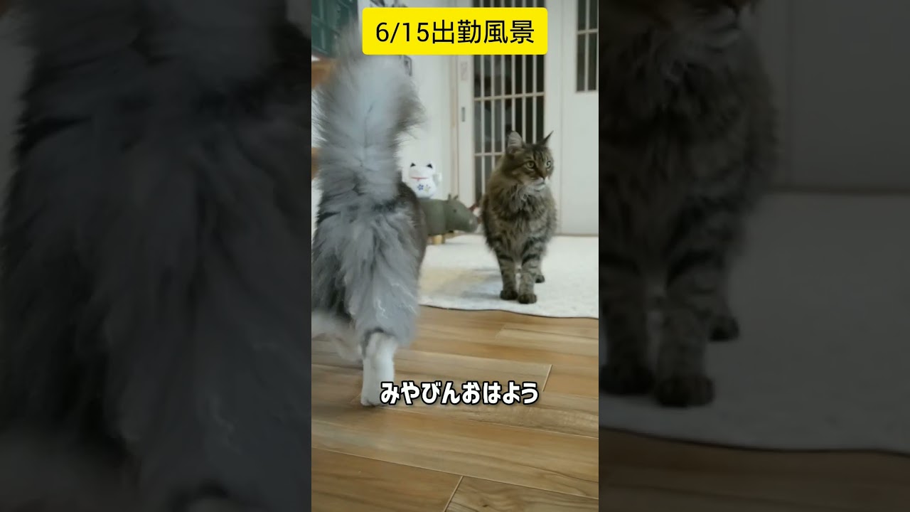 6/15出勤風景 #メインクーン #猫動画おもしろい #cat #猫カフェ #可愛い猫 #猫動画 #茶トラ #白黒猫 #かわいい猫 #出勤のお時間です