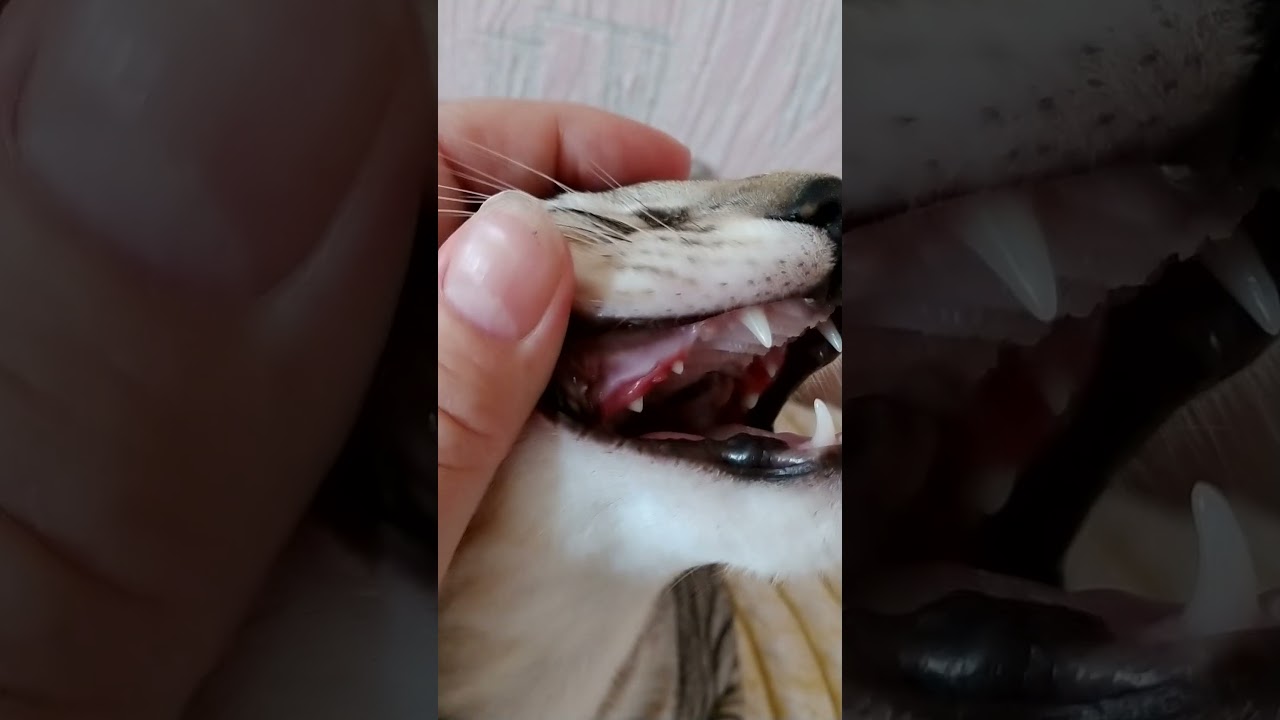 Почему у котенка плохо пахнет изо рта