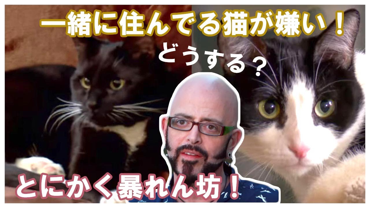 【猫の心理学】猫同士の喧嘩を止めたい！猫ヘルパーS7 | Ep.2 | | My Cat From Hell