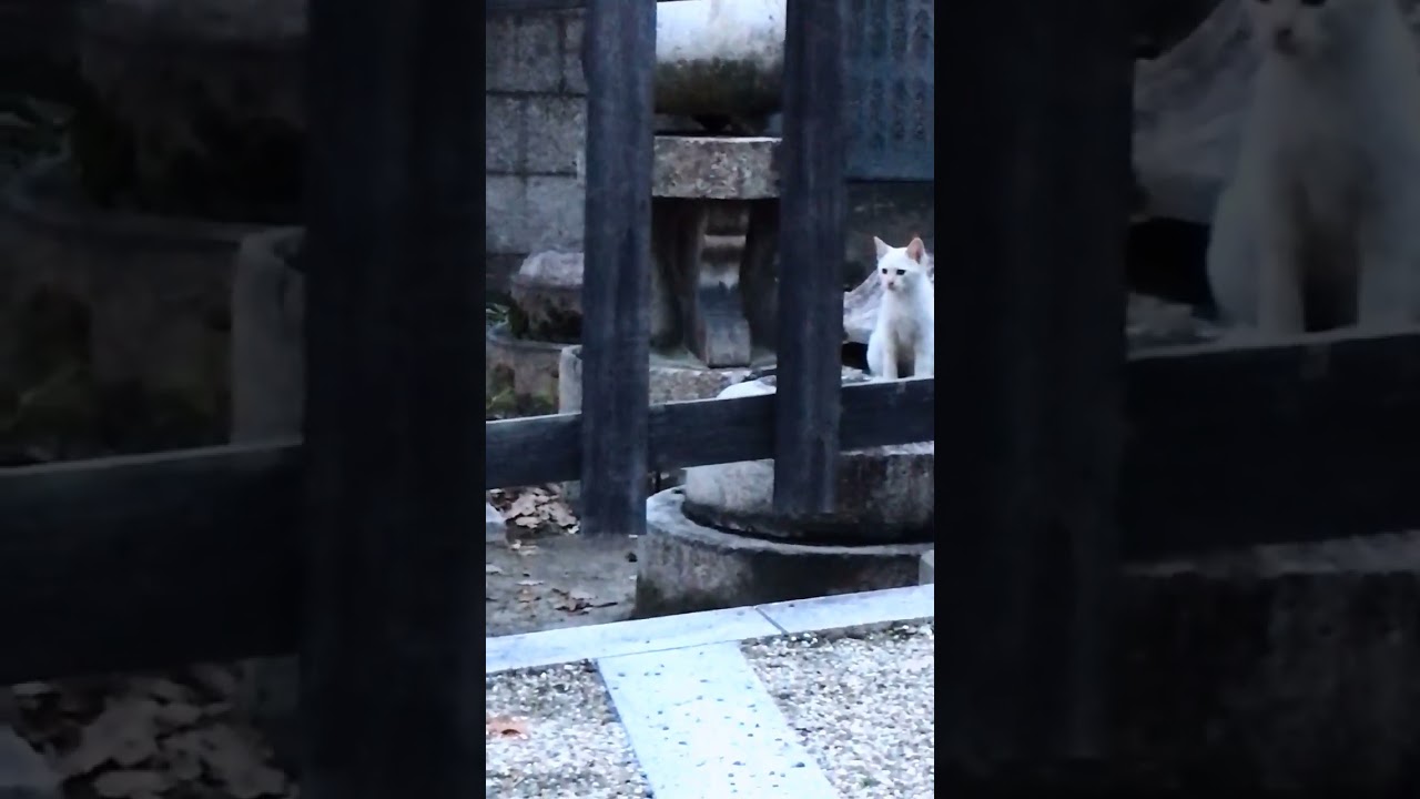 神社のスフィンクス子猫 ネコ #ネコ #cat #shorts