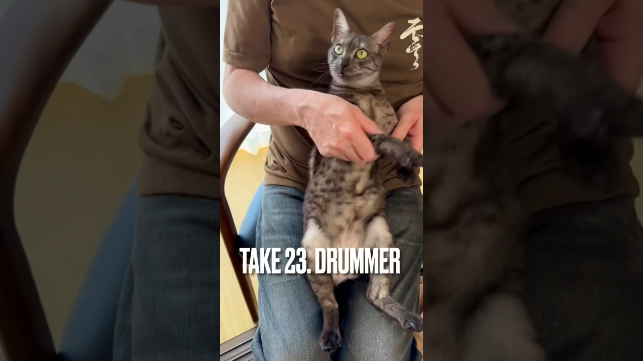 すすは名ドラマーにゃ😄 #エジプシャンマウ #drummer #猫 #shorts