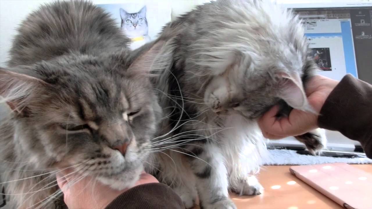 Maine Coon cat  twins メインクーン　甘えん坊  双子猫