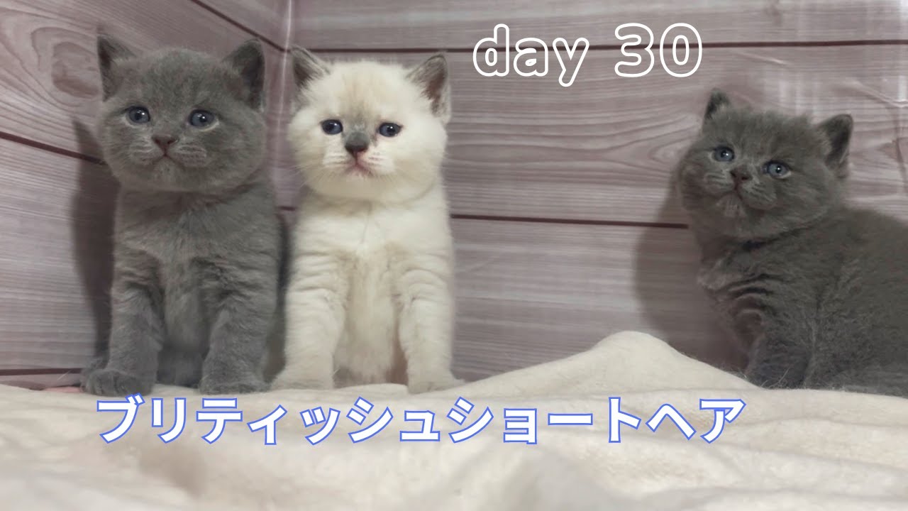 【ブリティッシュショートヘア子猫 30日目】