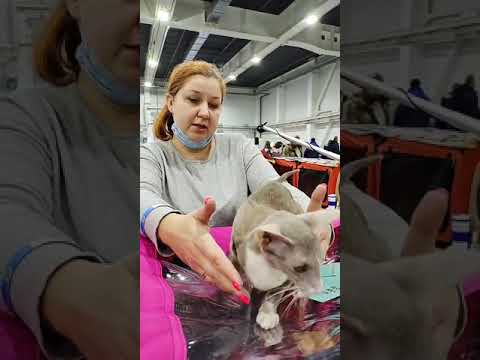 Сколько живут ориенталы?