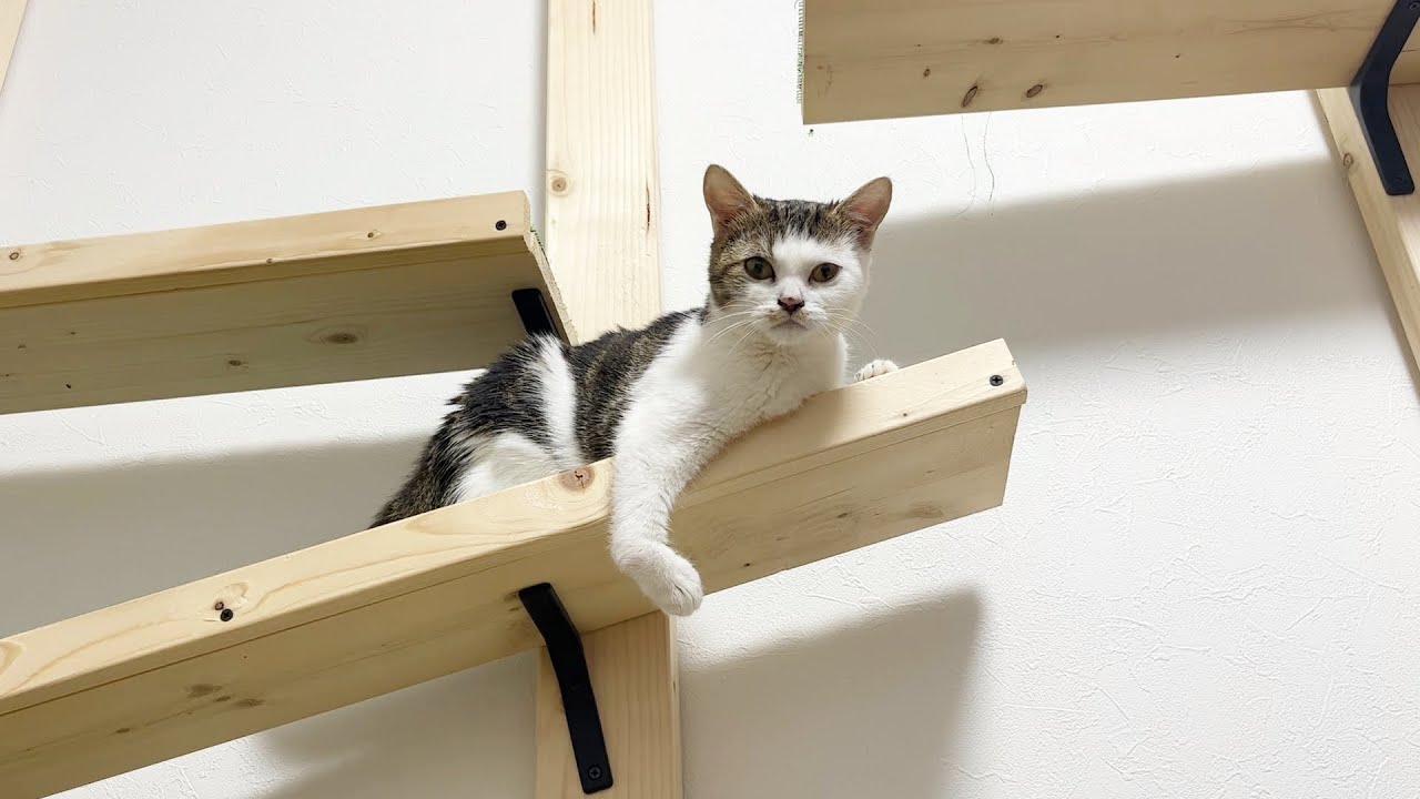 ずキャットタワー好き好き子猫に貫禄が出てまいりました