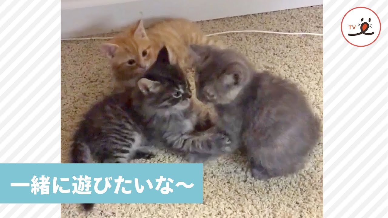 じゃれ合う2匹を見つめる子猫🐱 何か物言いたげなご様子…👀【PECO TV】