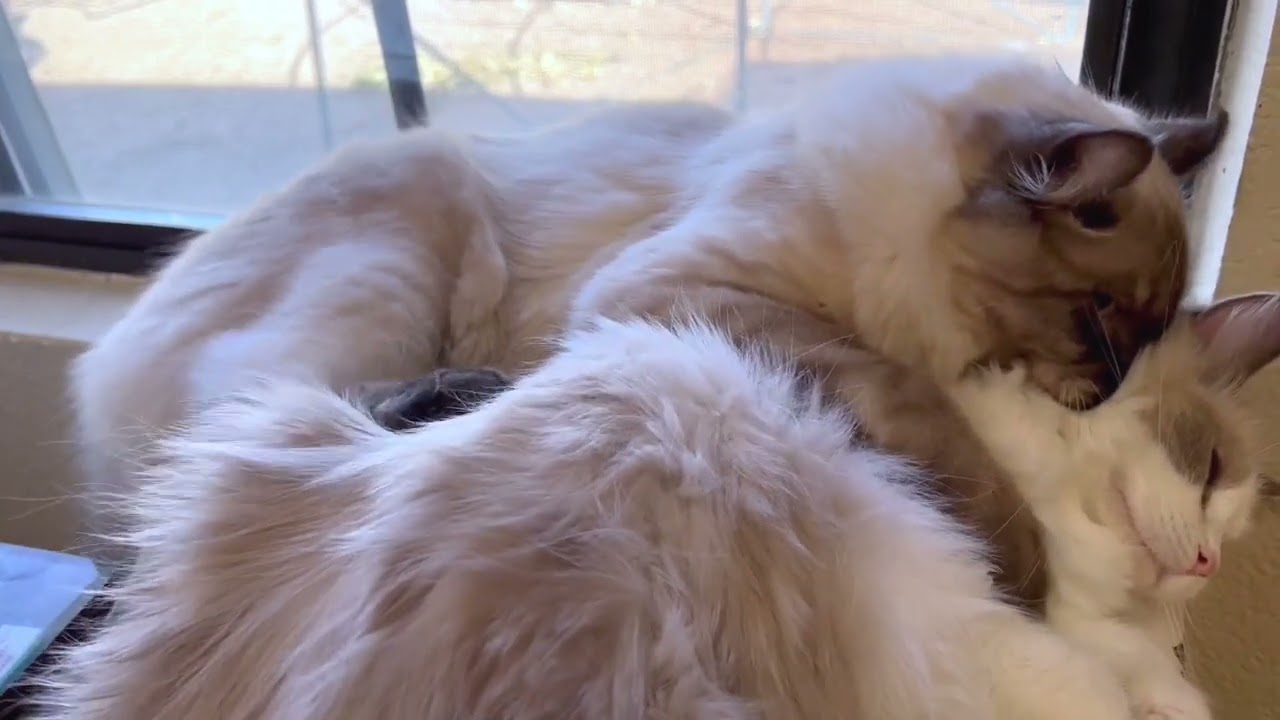 オス猫から襲われそうなメス猫を素早く離す方法 #shortvideo 【猫の発情期】