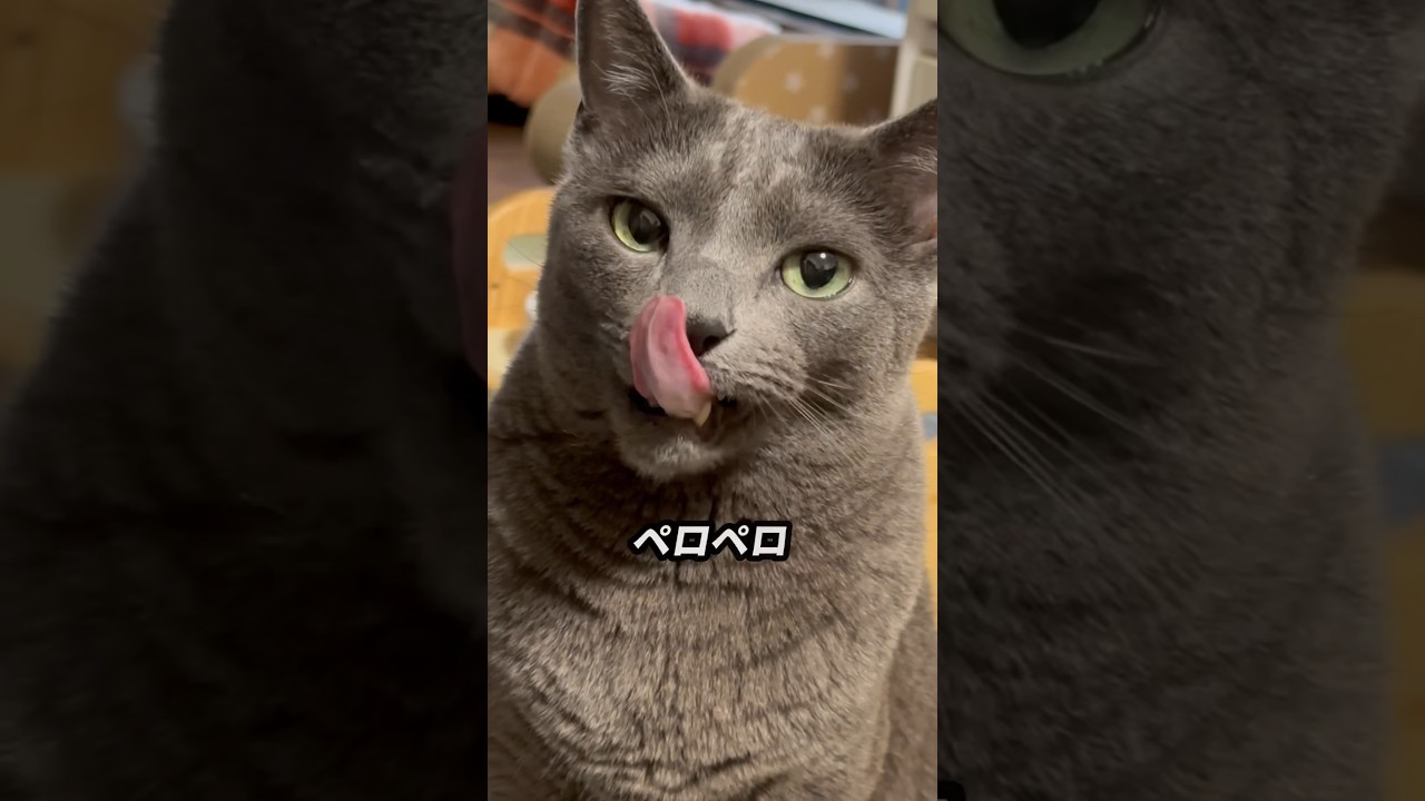 【ロシアンブルー】めろん、ペロペロしすぎ🤭【猫】#shorts