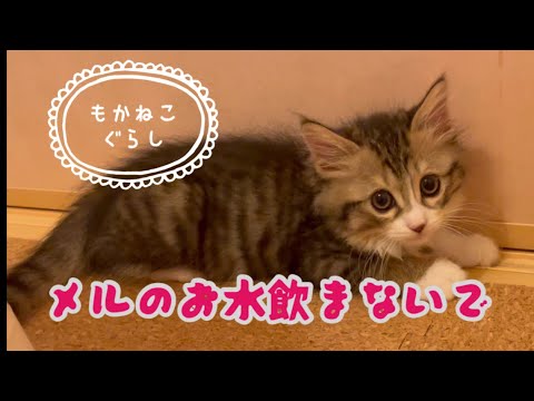 【子猫のメルちゃん】先住猫に水を飲まれた子猫さんが可愛かった。
