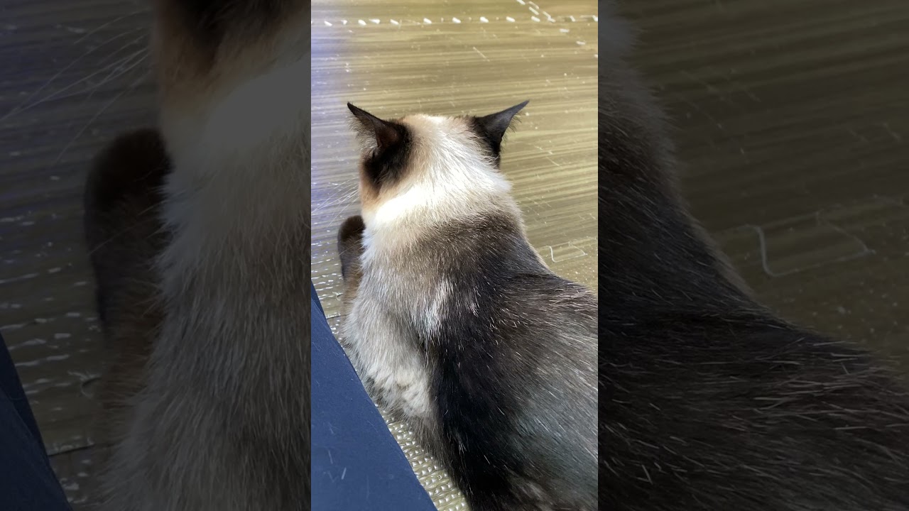 【2023.06.16】今日のシャム猫のふくさん（音無し）【たぬき猫】 #shorts