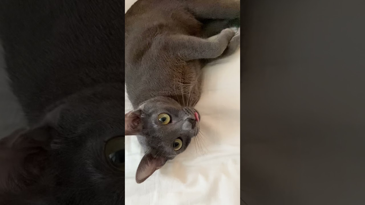 Cute cat waking up from sleep #shorts