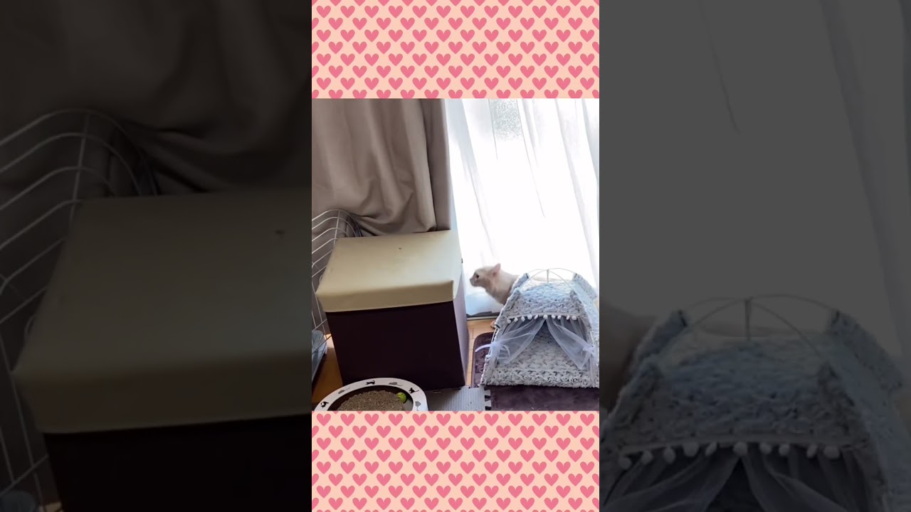 ドジっ子#shorts #猫#ソマリ