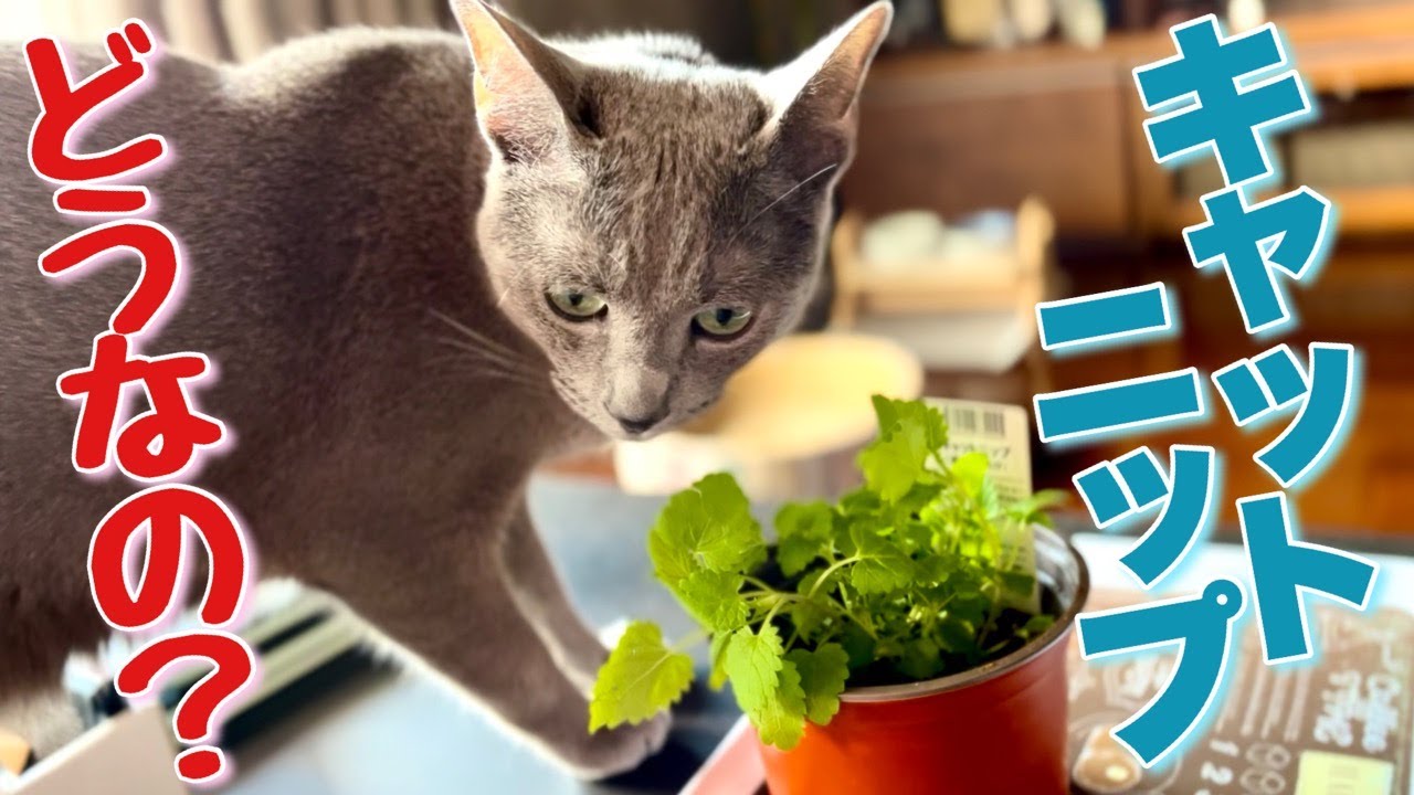 ロシアンブルー | 猫は新鮮なキャットニップがお好き？ [Russian Blue cat Kotetsu] We observed whether cats like fresh catnip.