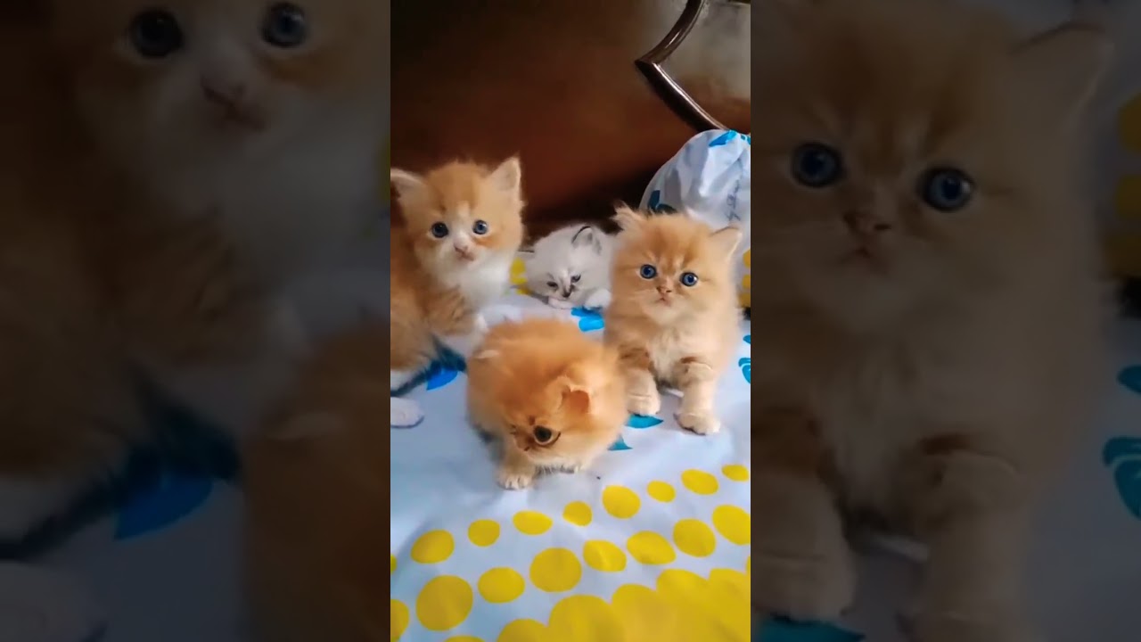 Cute Baby Cats Meowing - Meong Kucing Lucu #shorts