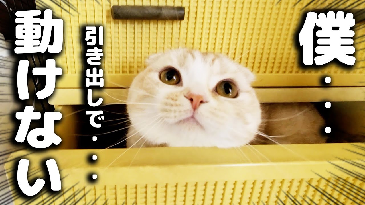 目を覚ますと子猫が居ない事に気づき犬達が必死に探したら...