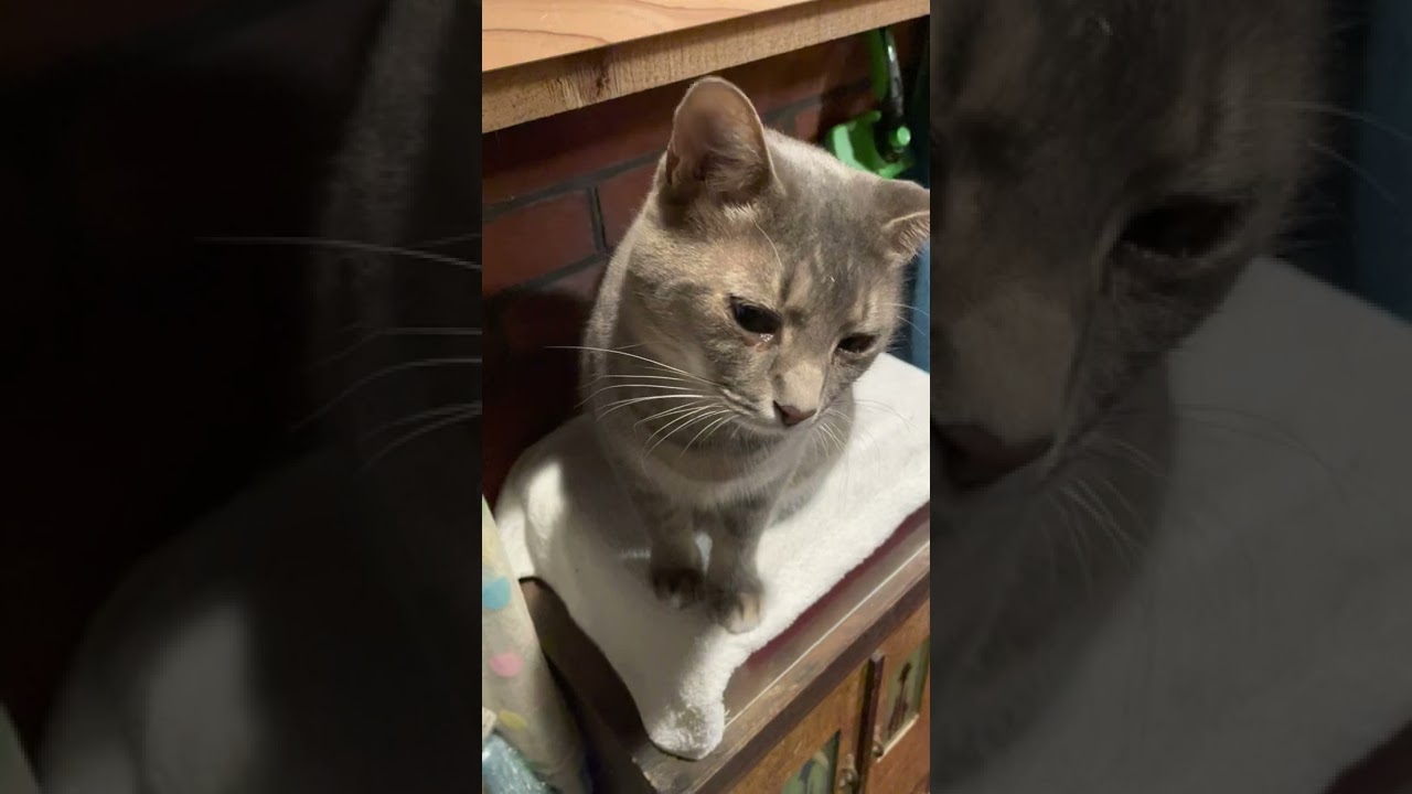 #風の猫　流しの横に来てひと鳴きし..　食べたい台の下でもまた鳴いて..　あとはおばあちゃんの反応を待つ猫…　#shorts