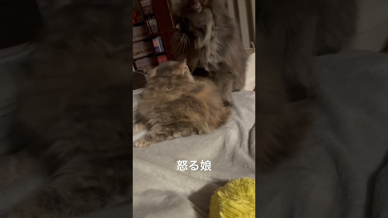 娘の首を噛む父猫 #猫のいる暮らし #ラガマフィン #子猫動画