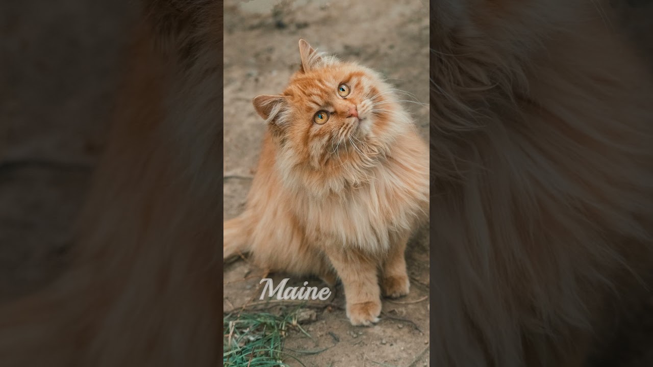 Do you want these cats in your house now? The last one is so… #shorts #short #cat #pets