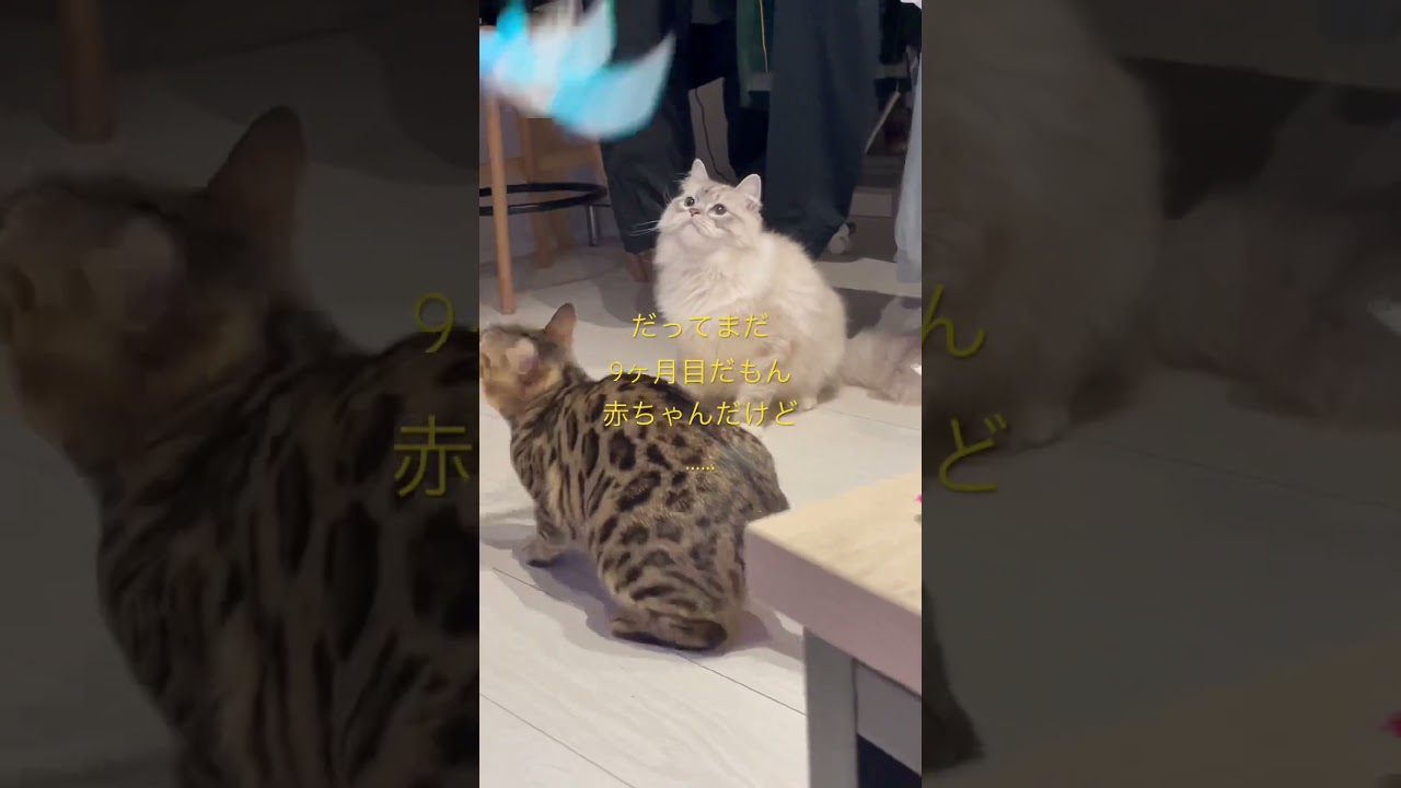 大きい赤ちゃんだけど？何か？？　#サイベリアン　あくあ　#ネヴァマスカレード