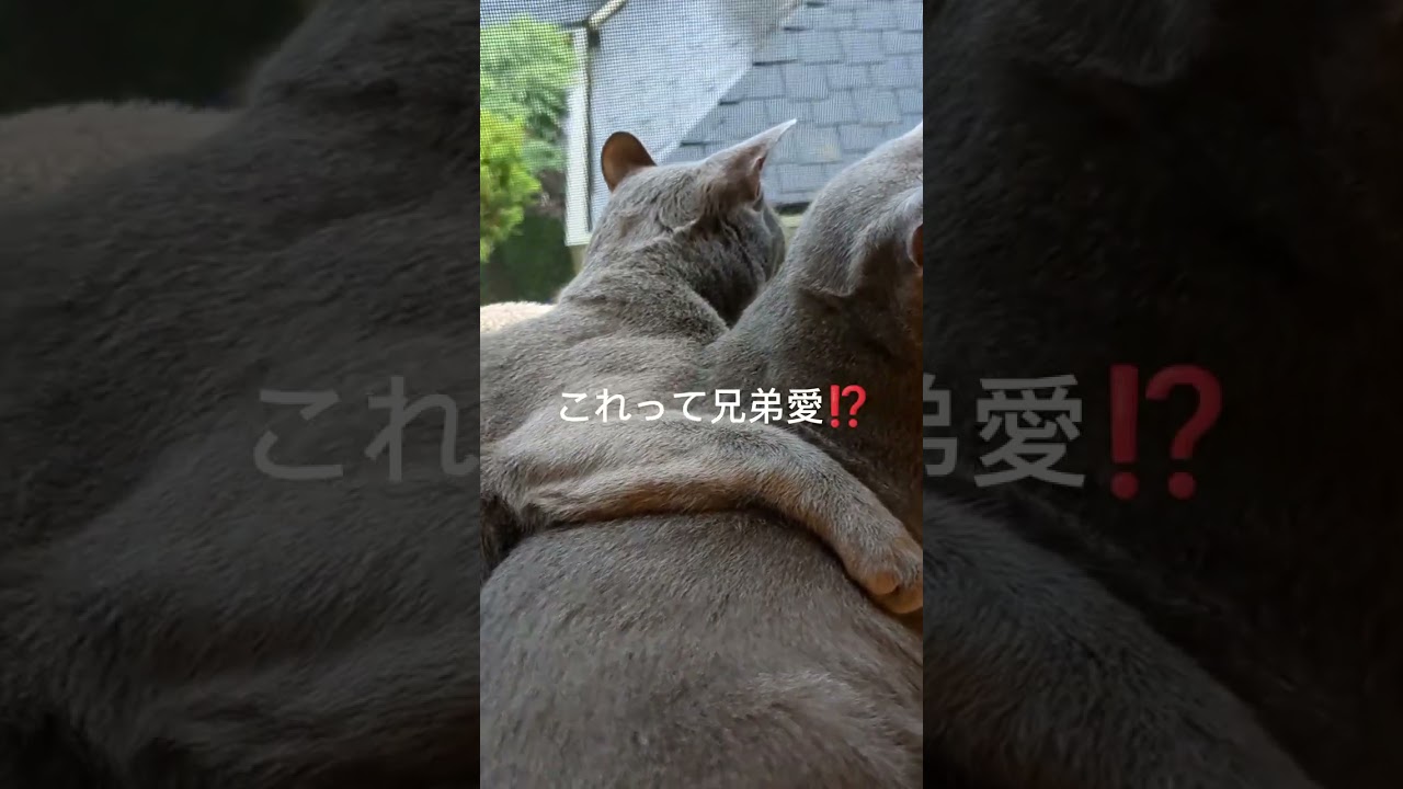 里子に出さなくて良かった🐈‍⬛💗兄弟愛  #ロシアンブルー #russianblue #子猫