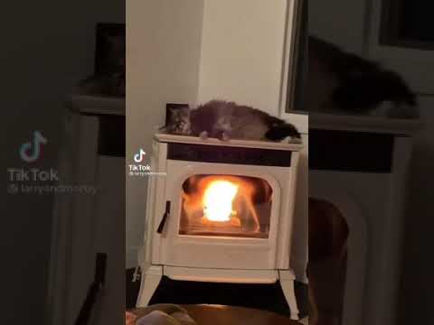 Funny cat on fire 🤣🤣🤣, silly cat video, adorable brown cat #shorts