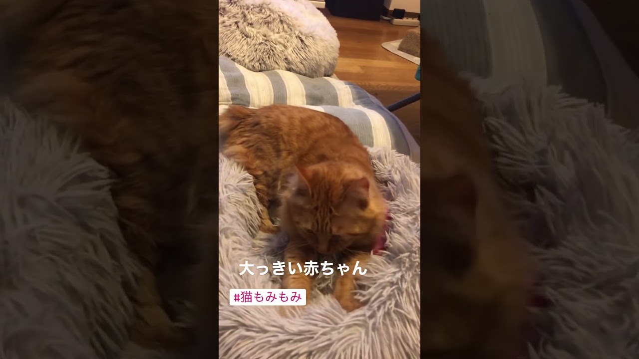 #猫もみもみ#猫#保護猫#猫のいる暮らし#先住猫#新入猫#譲渡会#cat#ネコ#ねこ#猫好き#茶トラ#黒猫#鍵尻尾#ボブテイル#茶トラ女子部