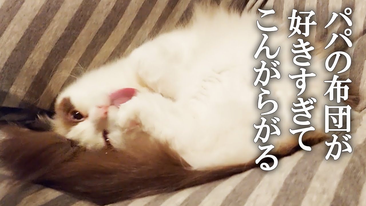 【ごろごろ音あり】パパの布団が好きすぎてラグドールがこうなっちゃいましたpart2